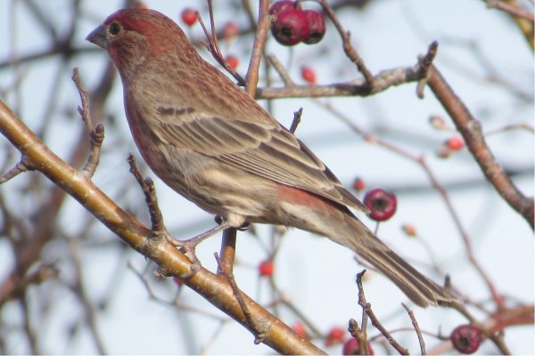 House Finch at the Bridgetown Sewage Lagoons on Oct. 23, 2022 - Larry Neily